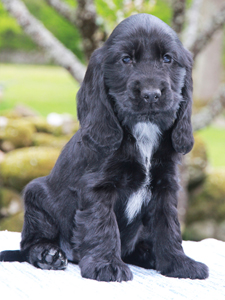 Deimos